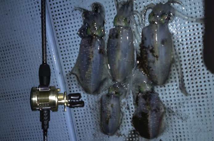 オーシャンでのアオリイカの釣果