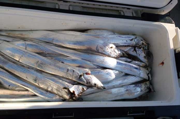 オーシャンで釣れたタチウオ