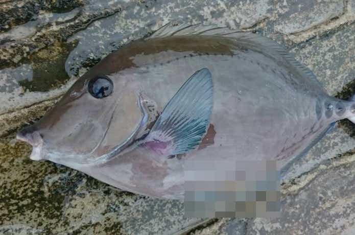 ニザダイの画像