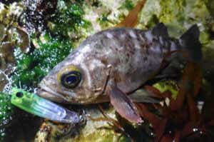 オルガリップレスの釣果