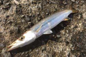 アカカマス