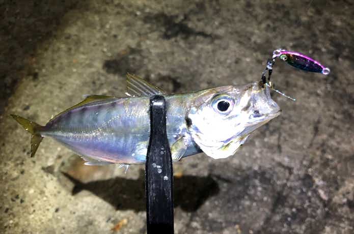 泳がせ釣りの餌はアジ