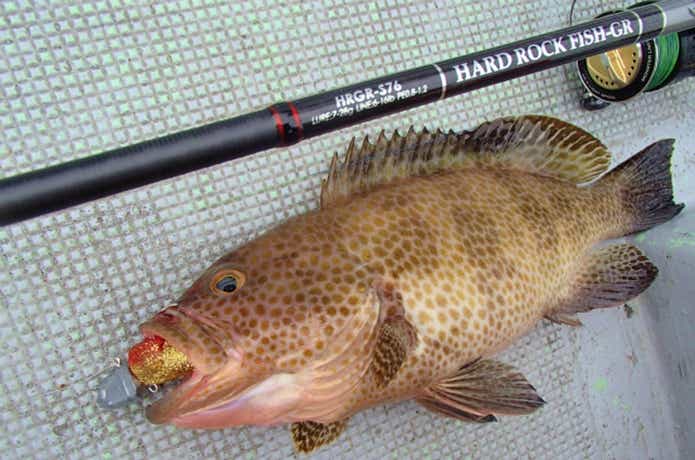 オオモンハタの釣果写真