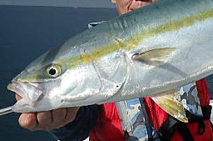 ウィングテールで釣れたヒラマサ