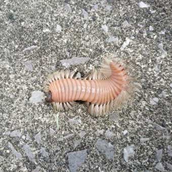 ウミケムシの裏側