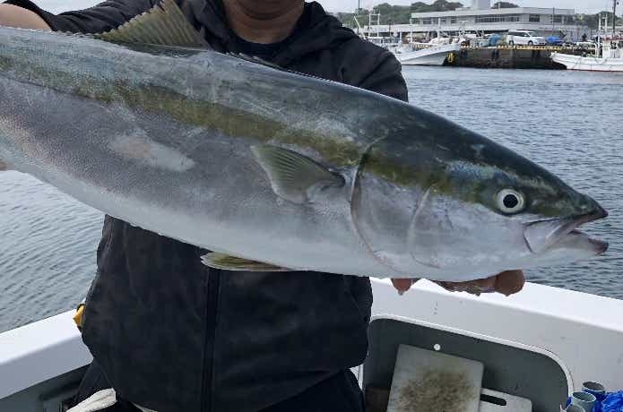 ふじしめ丸で釣れた青物　