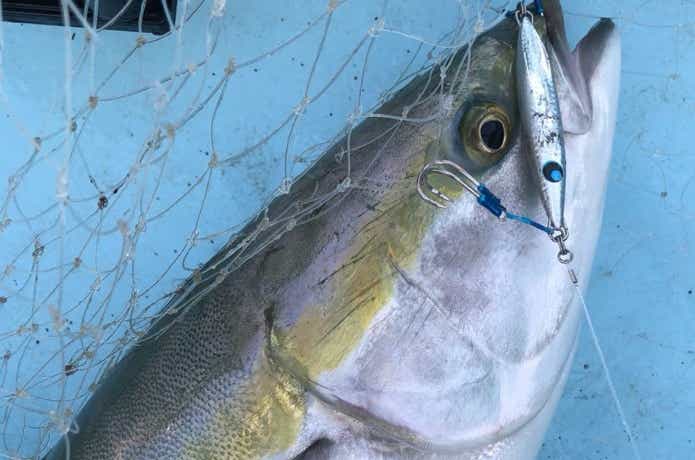 遊漁船ミスターこーじの青物の釣果