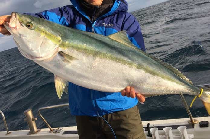 アルカディアで釣れたブリ