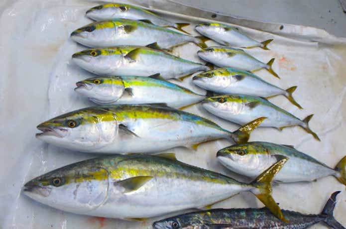 ブリジギングでの釣果