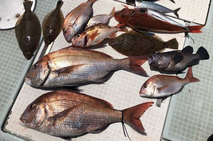 ふじしめ丸での釣果