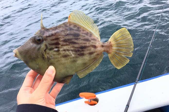 カワハギ釣り