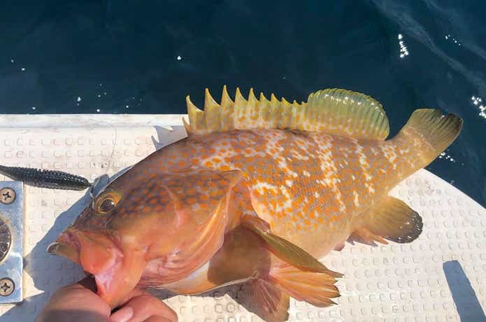 遊漁船グルーヴでのキジハタの釣果