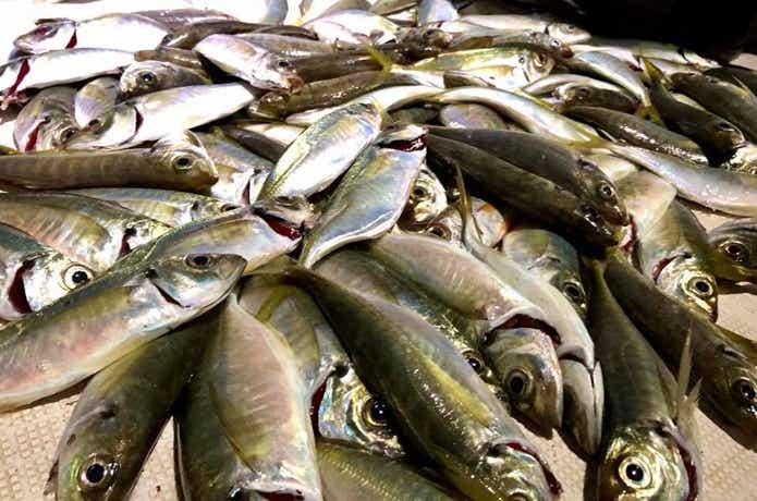 遊漁船グルーヴでのアジングの釣果