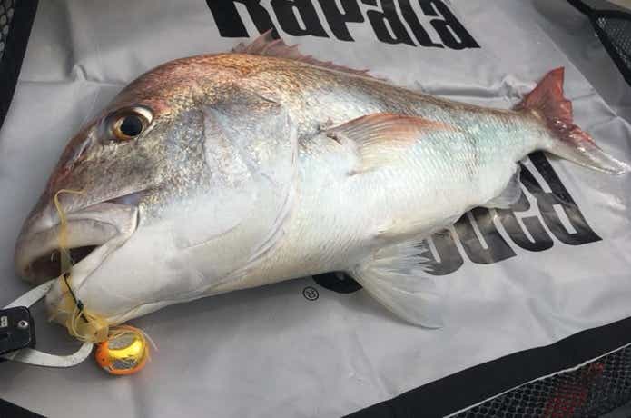遊漁船グルーヴでのタイラバ の釣果