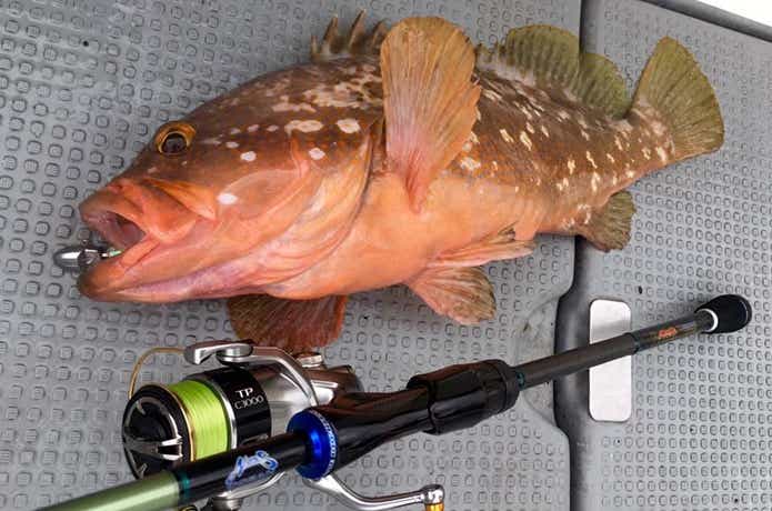 遊漁船グルーヴで釣れたロックフィッシュ