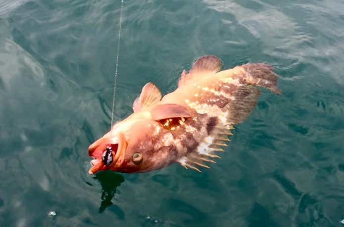 遊漁船グルーヴでのロックフィッシュの釣果