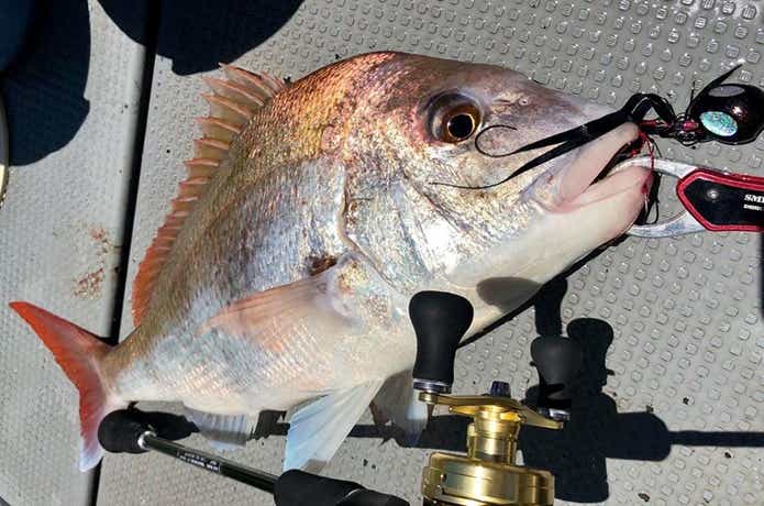 遊漁船グルーヴでのタイの釣果