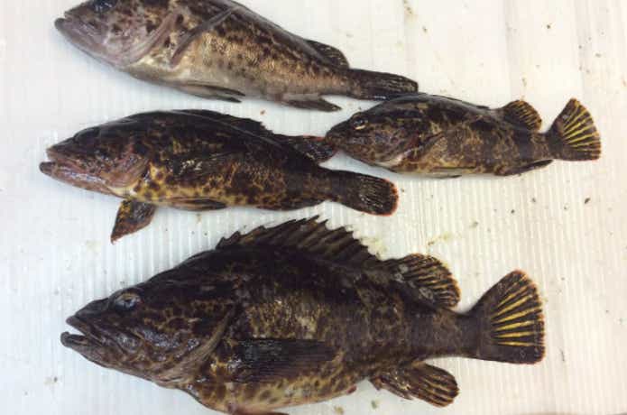 タケノコメバルの釣果画像