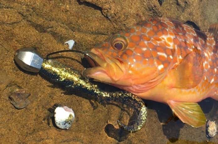 マジで何でも釣れる！ 『ダックフィンシャッドR』が万能すぎる