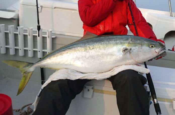 ブリジギングでの釣果