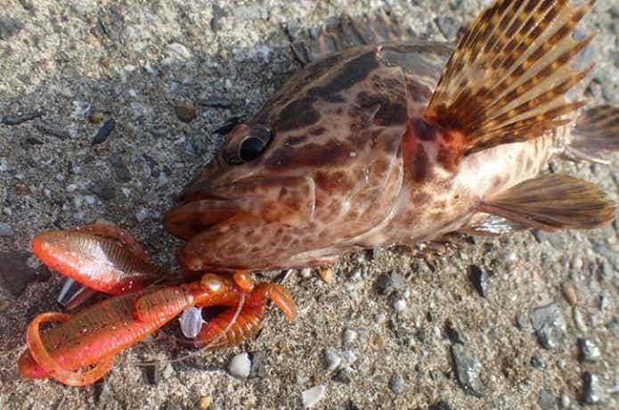 タケノコメバルの画像