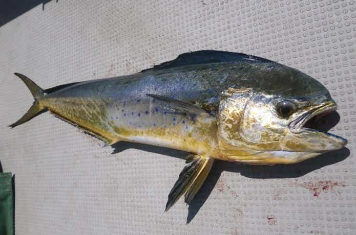 オアシスで釣れたシイラ