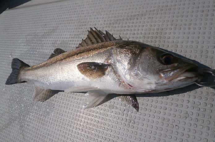 オアシスで釣れたシーバス