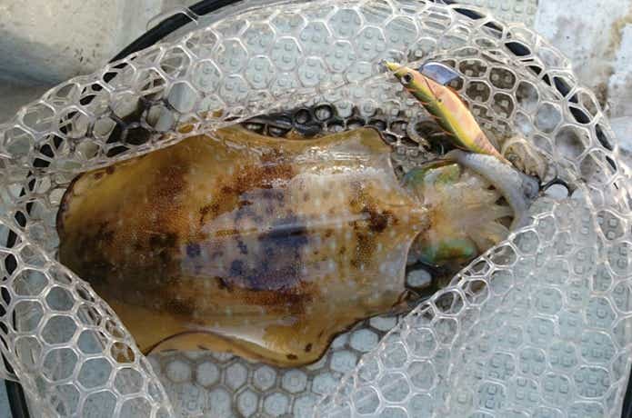 オアシスでのアオリイカの釣果