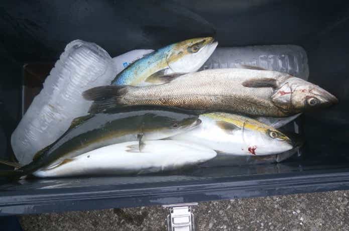 木更津オアシスでの釣果