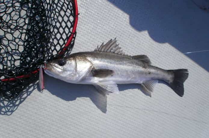 木更津オアシスで釣れたシーバス