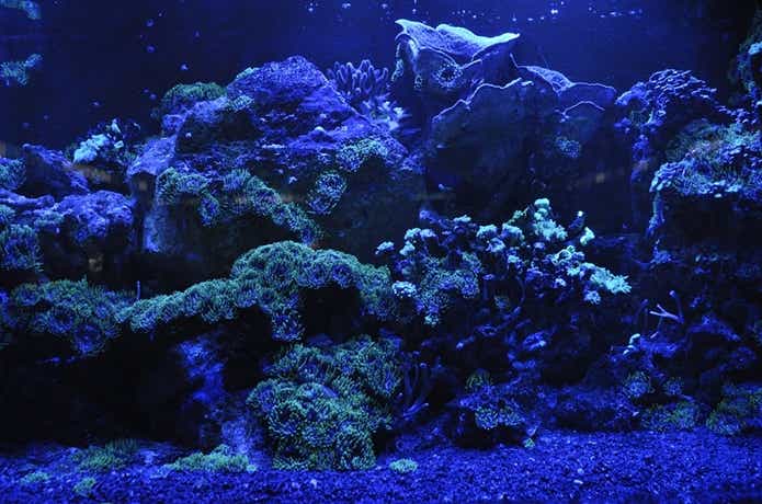 ウミケムシ アクアリウム