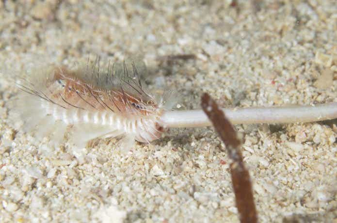 ウミケムシの捕食シーン