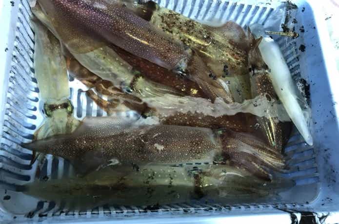 ポントス幸雅丸でのイカメタルの釣果
