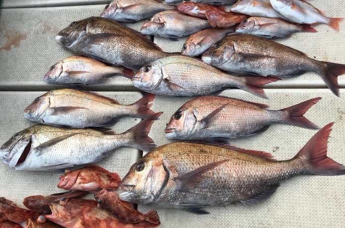 ポントス幸雅丸でのタイラバの釣果