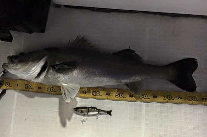 シーマジカルのシーバスの釣果