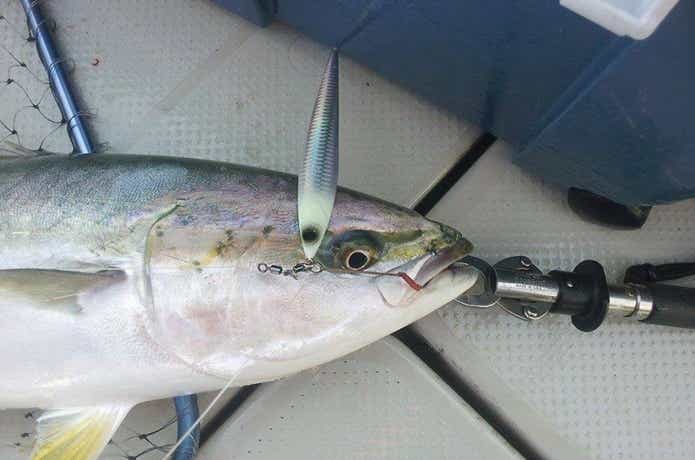 シーマジカルでの青物の釣果