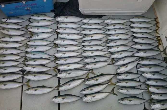 シーマジカルで大漁の釣果