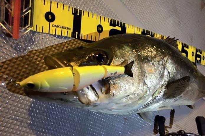 シーマジカルのシーバスの釣果