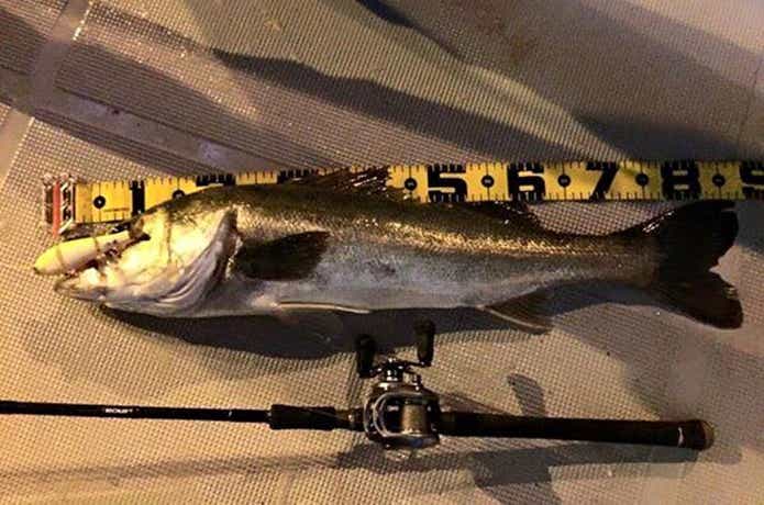 シーマジカルで釣れたシーバス