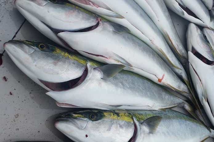 セブンでの青物の釣果