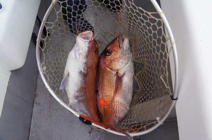 ガイドサービス セブンのタイラバの釣果