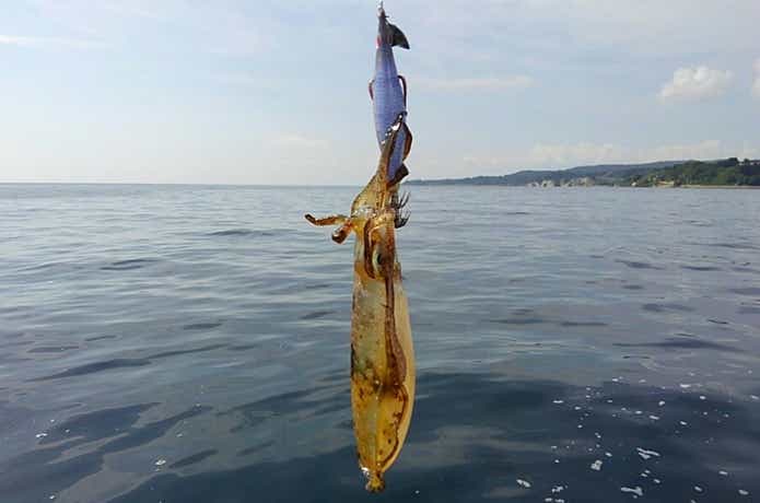 海坊主Ⅴでの釣果
