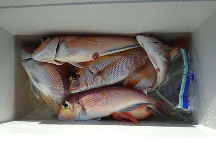 海坊主Ⅴでの釣果