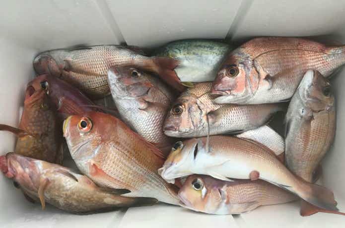 海坊主Ⅴでの釣果