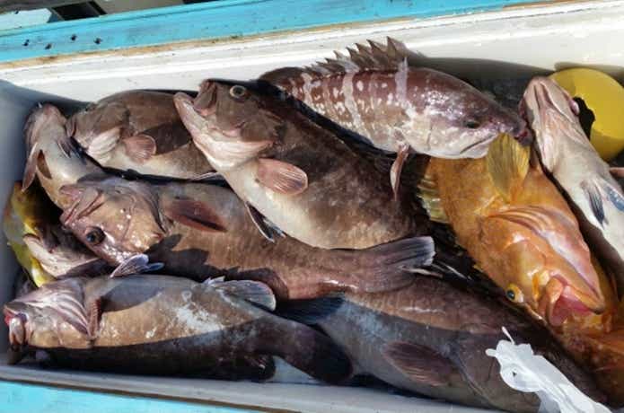 胡百の釣果