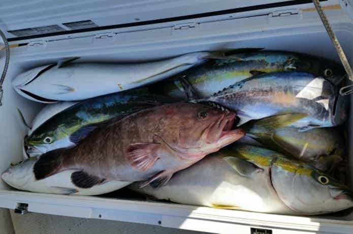 胡百での釣果