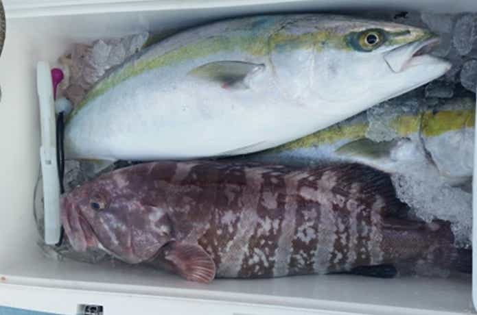 胡百での釣果