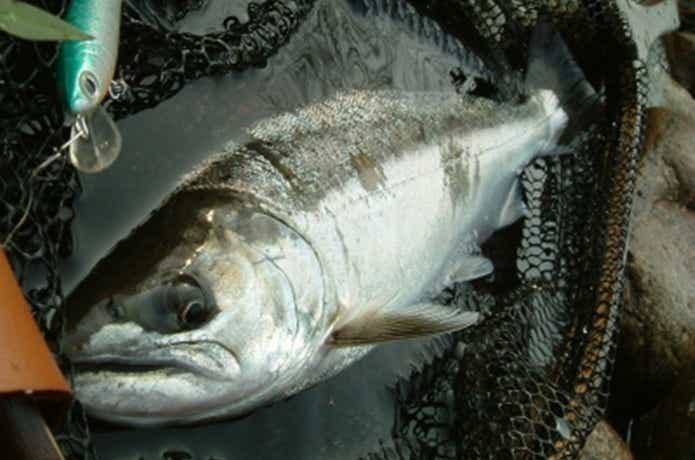サツキマスを釣るには生態・習性を攻略せよ！ 釣るためのコツと