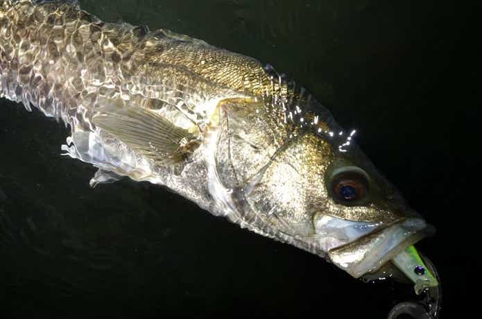 ガルバ釣果画像