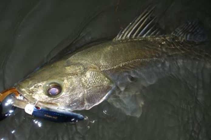 シンキングペンシル釣果画像